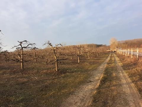 Gyümölcs fa metszést vállalunk Gyümölcs fa metszést vállalunk