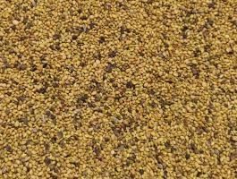 Somkóró mag kedvező áron, postai utánvéttel – Kecskeméti fehér virágú