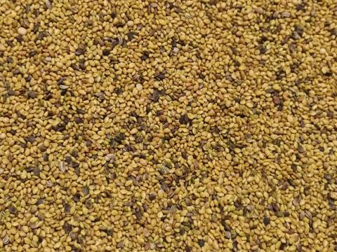 Somkóró mag kedvező áron, postai utánvéttel – Kecskeméti fehér virágú