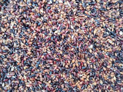 Akklimat szudánifű mag eladó postai utánvéttel Akklimat szudánifű mag eladó postai utánvéttel