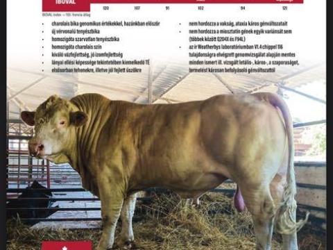 Charolais tenyészbikák eladó Charolais tenyészbikák eladó