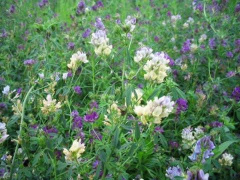 Giulia lucerna vetőmag házhoz szállítással, személyes átvétellel Giulia lucerna vetőmag házhoz szállítással, személyes átvétellel