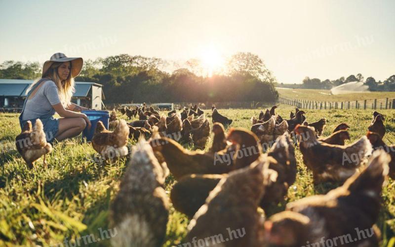 Hernádi Boldog csirke kapható