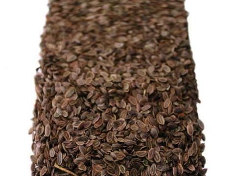 Kapormag eladó kiskert-tulajdonosoknak