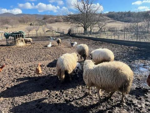 Bárány és birka eladó Bárány és birka eladó