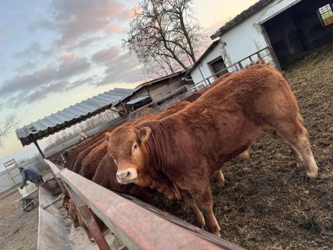 Pedigrés Limousin tenyészbikák Pedigrés Limousin tenyészbikák