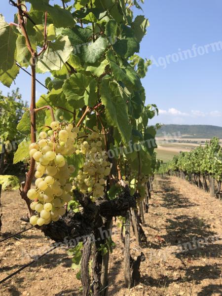 Szőlő terület eladó a Tokaji Borvidéken