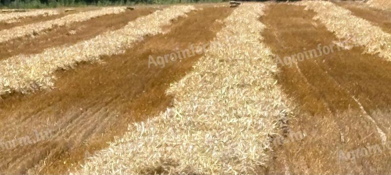 Szalma esőmentes kisbálákban eladó