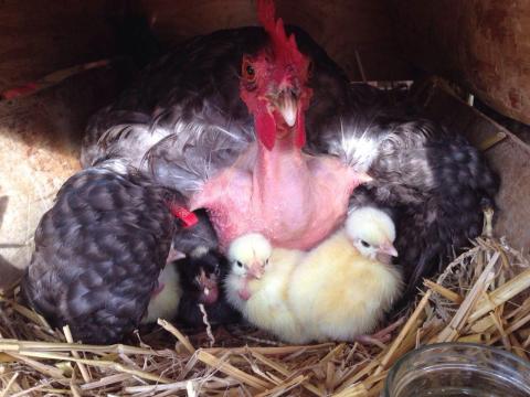 Kendermagos erdélyi kopasznyakú tyúktojás keltetésre Kendermagos erdélyi kopasznyakú tyúktojás keltetésre