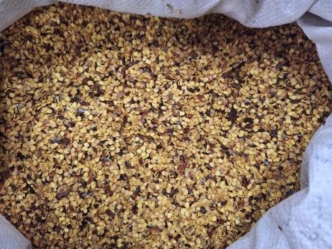 Szegedi 80-as fűszerpaprika-vetőmag