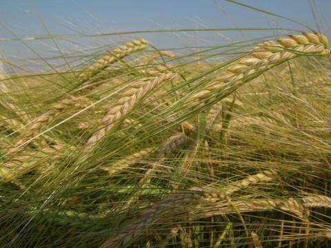 Bojos tavaszi árpa vetőmag 500 kg/BB és 1000 kg/BB kiszerelésekben