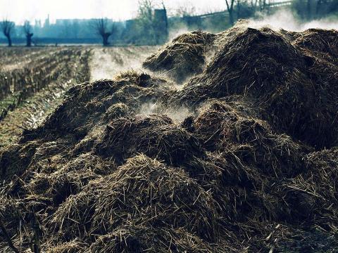 Érett szarvasmarha-trágya, marhatrágya eladó Debrecenben, 40 kg-os zsákban Érett szarvasmarha-trágya, marhatrágya eladó Debrecenben, 40 kg-os zsákban
