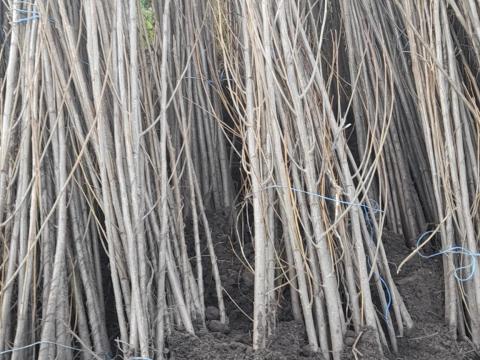 Erdőtelepítéshez, fásításhoz (üzemi területekre, önkormányzatoknak, nem szöszölő) nemesnyár csemete eladó Erdőtelepítéshez, fásításhoz (üzemi területekre, önkormányzatoknak, nem szöszölő) nemesnyár csemete eladó