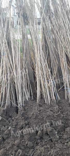 Erdőtelepítéshez, fásításhoz (üzemi területekre, önkormányzatoknak, nem szöszölő) nemesnyár csemete eladó