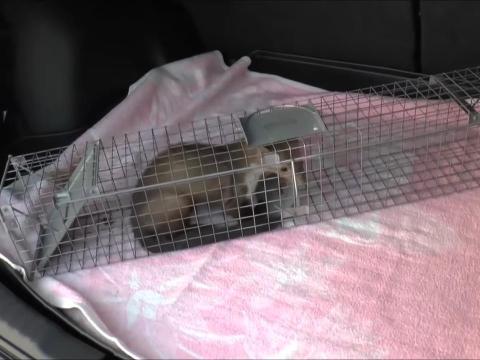 Nyestcsapda (82x17x20 cm) Nyestcsapda (82x17x20 cm)