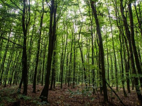 Monostorpályi külterületén erdőterület eladó Monostorpályi külterületén erdőterület eladó