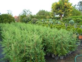 Leylandi ciprus olcsón 30-35 cm 900 Ft