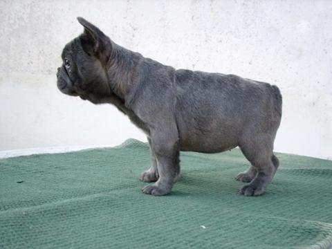 Francia bulldog,  fajtatiszta jellegű szuka Francia bulldog,  fajtatiszta jellegű szuka