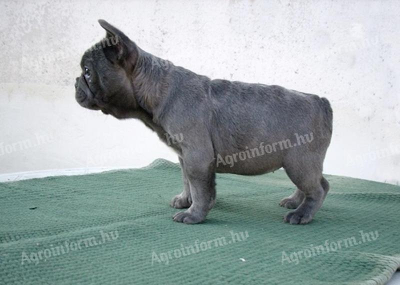 Francia bulldog,  fajtatiszta jellegű szuka