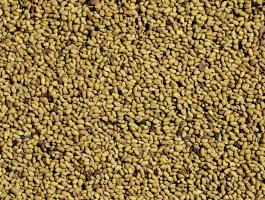 Szarvasi szárazságtűrő lucernamag, lucerna mag eladó postázva