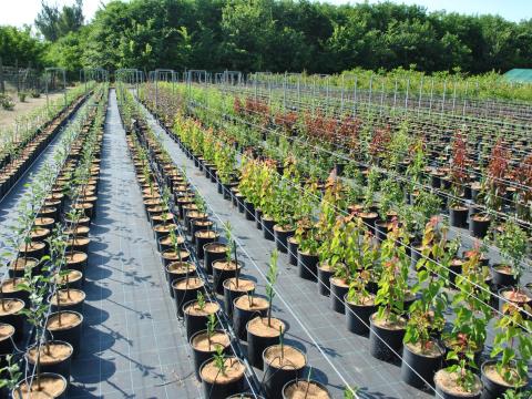 ELADÓ faiskolai konténeres gyümölcstermők és rózsák ELADÓ faiskolai konténeres gyümölcstermők és rózsák