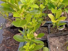 Japán kecskerágó csemete eladó