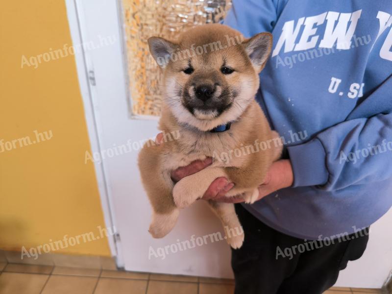 Shiba Inu gyönyörű törzskönyvezett kiskutyák