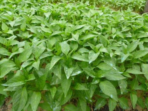 Fűszerpaprika palánta Fűszerpaprika palánta