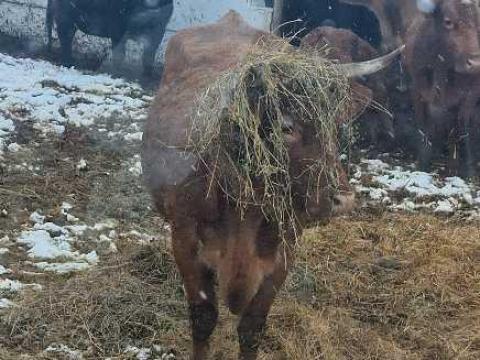 Tehén pásztort gulyást