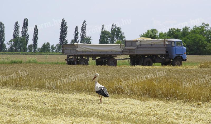 Szentesen kiadó termőföldek