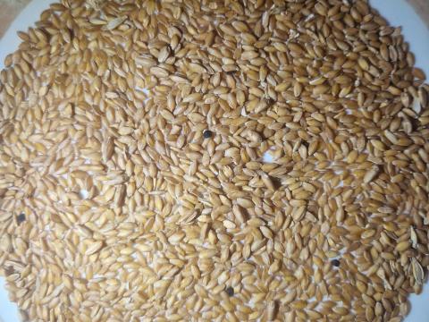 Alakor búza BIO minősített eladó Alakor búza BIO minősített eladó