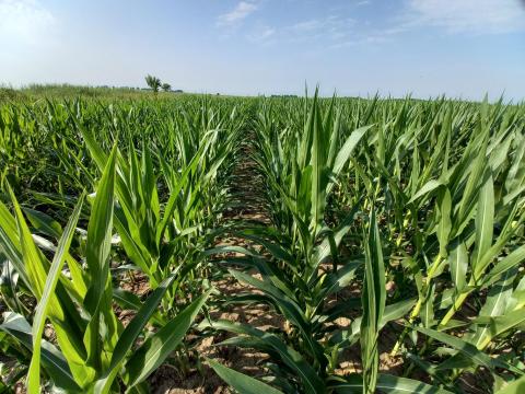 Mezőcsáti föld eladó Mezőcsáti föld eladó
