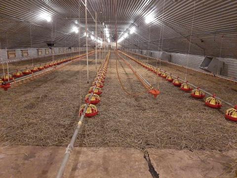 Állattartó telep (100-as istálló) GKSZ-9 besorolású terület eladó Békéscsaba külterületén Állattartó telep (100-as istálló) GKSZ-9 besorolású terület eladó Békéscsaba külterületén