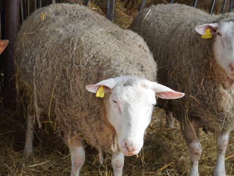 Charollais, berrichon du cher kos Charollais, berrichon du cher kos