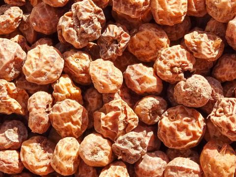 Tigrismogyoró standard méretben eladó, akár postai úton