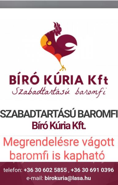Csirke