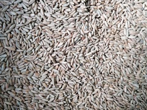 Árpa, búza, tritikálé és homoki zab eladó