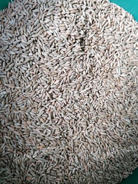 Árpa, búza, tritikálé és homoki zab eladó