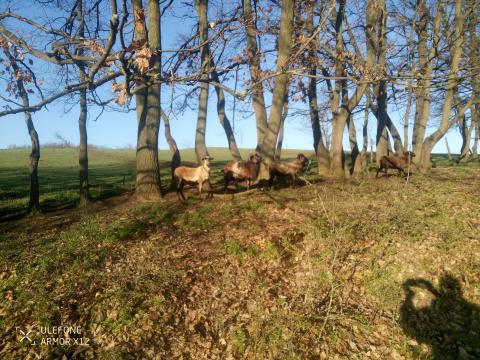 Kameruni birkák eladók Kameruni birkák eladók