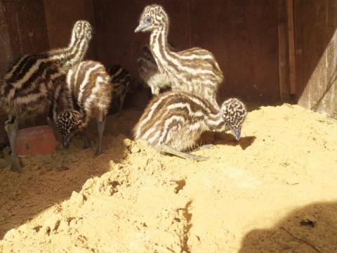 Gyönyörű emu csibék eladók Gyönyörű emu csibék eladók