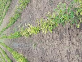 Ültetés kapálas és több mezőgazdasági munkát vállalunk