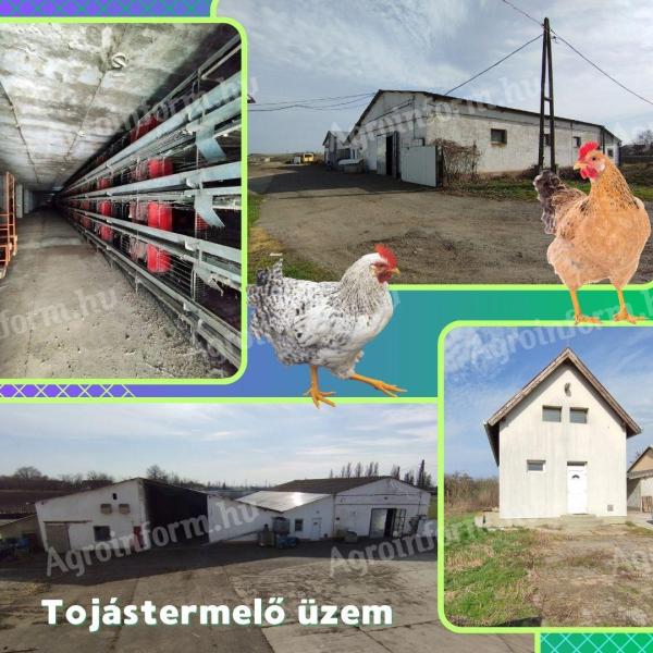 Békés megye,  Szabadkígyóson tojásüzem (baromfitelep) 10ha szántóval eladó vagy kiadó