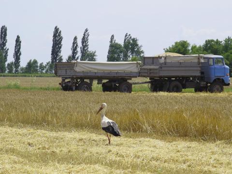 Felgyőn bérbeadó termőföldek Felgyőn bérbeadó termőföldek