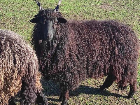 Racka jellegű ürük eladók Racka jellegű ürük eladók