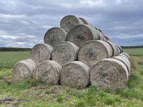Lucernabála,  szénás lucernabála Lucernabála,  szénás lucernabála
