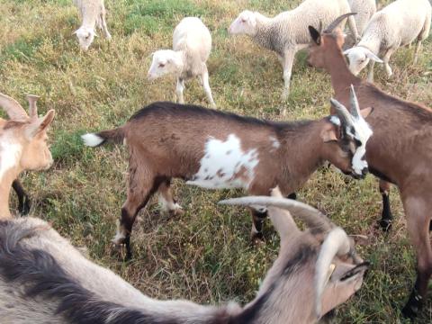 Eladó idei kisbakok/vágni valók Eladó idei kisbakok/vágni valók