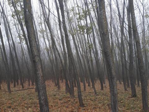 Erdőingatlan Erdőingatlan