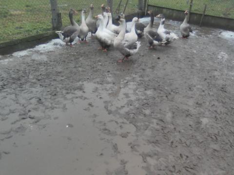 Tarka gúnár eladó Tarka gúnár eladó