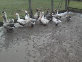 Tarka vágni való libák eladók