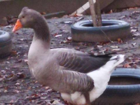 Tojó tarka liba eladó